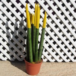 Sansevieria spaguetti decorada