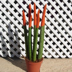 Sansevieria spaguetti decorada
