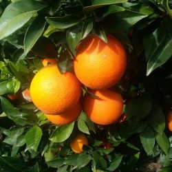 Naranja de Mesa Caja 10 y 15 Kg