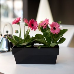 Jardinera limited