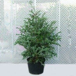 Abies koreana