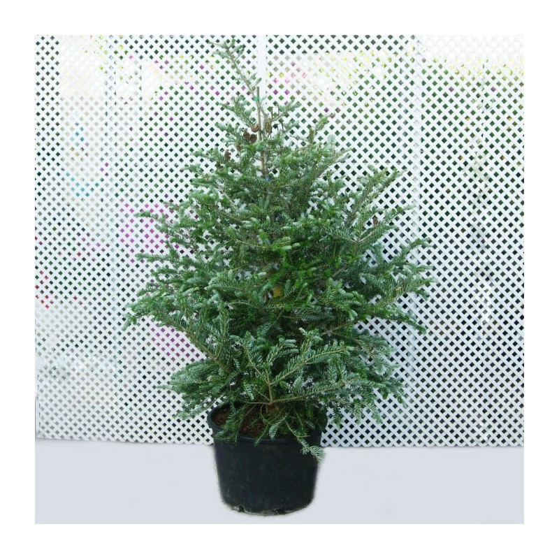 Abies koreana