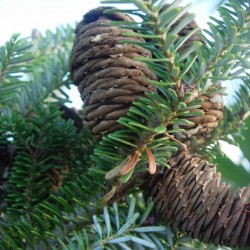 Abies koreana