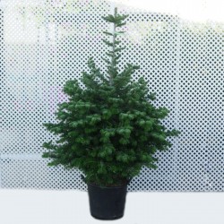 Abies nordmanniana