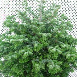 Abies nordmanniana