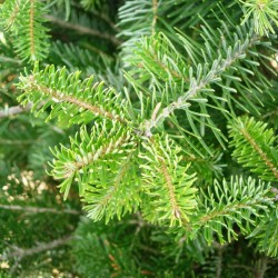 Abies nordmanniana