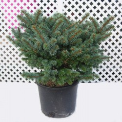 Picea pungens glauca globosa