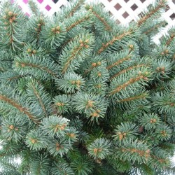Picea pungens glauca globosa