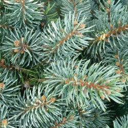 Picea pungens glauca globosa