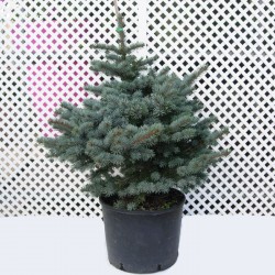 Picea pungens montgomery
