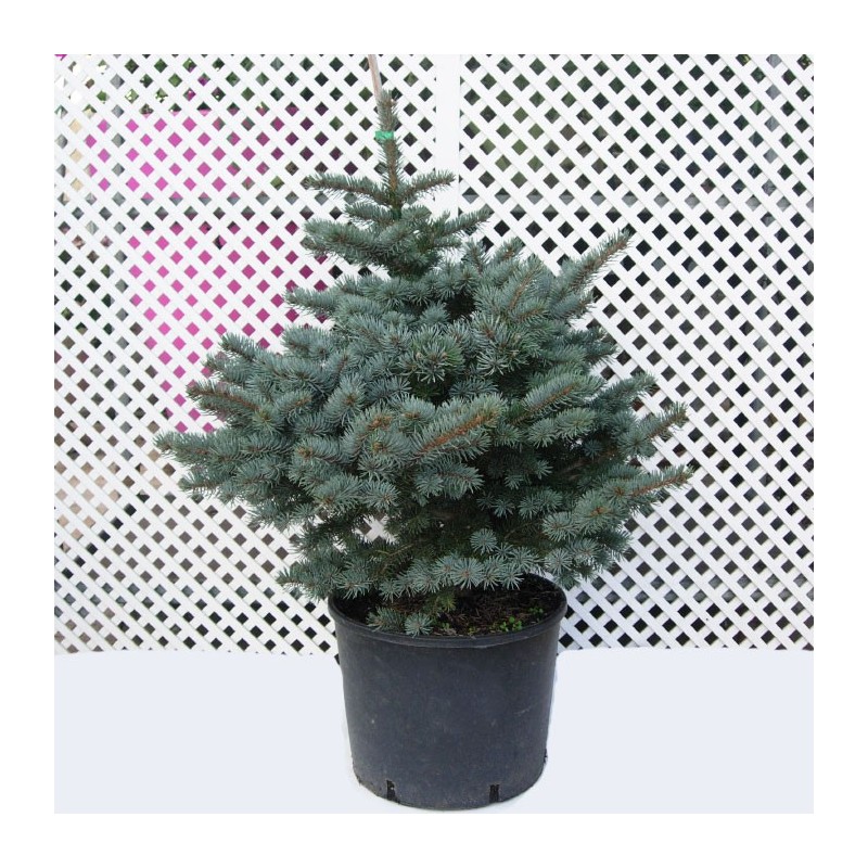Picea pungens montgomery