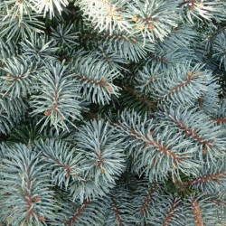 Picea pungens montgomery