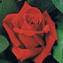 ROSAL MISTER LINCOLN