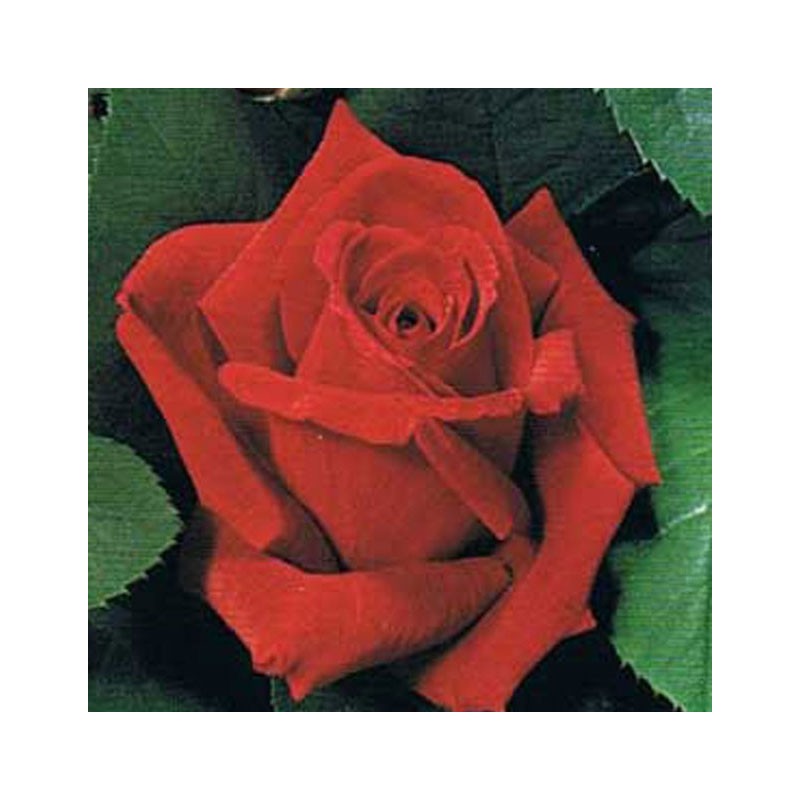ROSAL MISTER LINCOLN