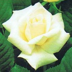 Rosal Grand Nord