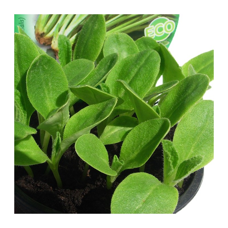 Borraja ecológica