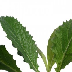 Alcachofa ecológica