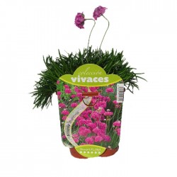 Armeria maritima