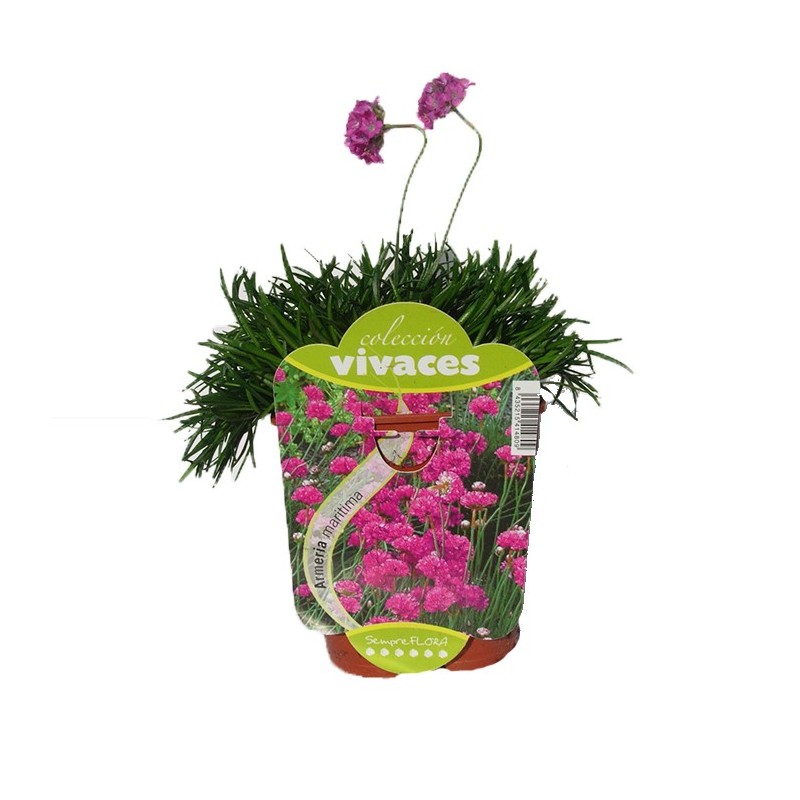 Armeria maritima
