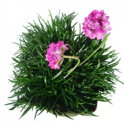 Armeria maritima