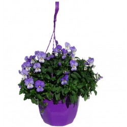 Viola cornuta