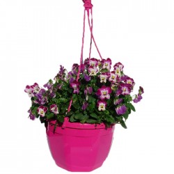 Viola cornuta