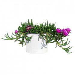 Delosperma coperi pink