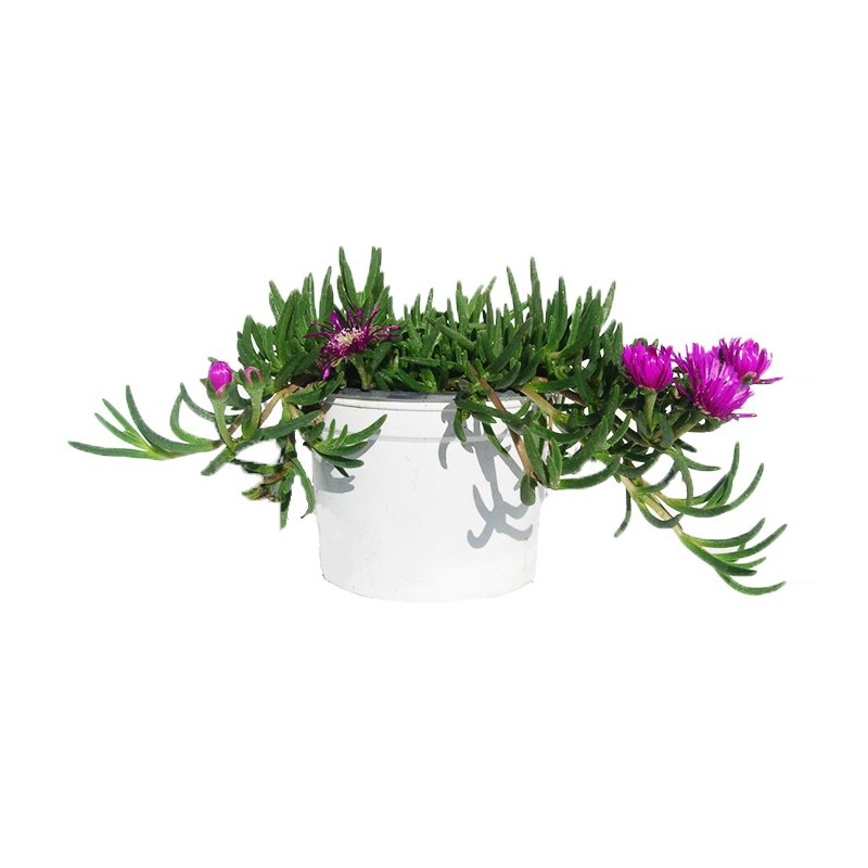 Delosperma coperi pink