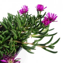 Delosperma coperi pink
