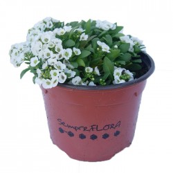 Alyssum maritinum