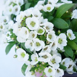 Alyssum maritinum