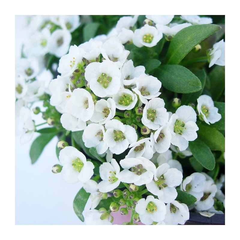 Alyssum maritinum