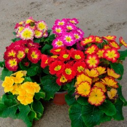 Primula acaulis
