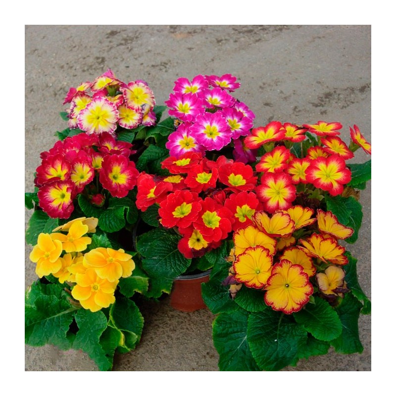 Primula acaulis