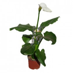 Calla blanca