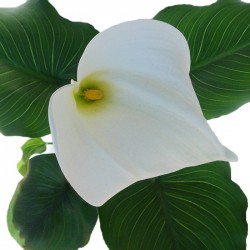 Calla blanca