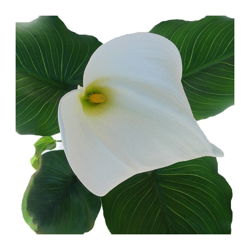 Calla blanca