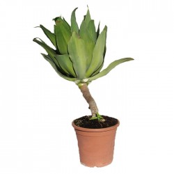 Agave attenuata