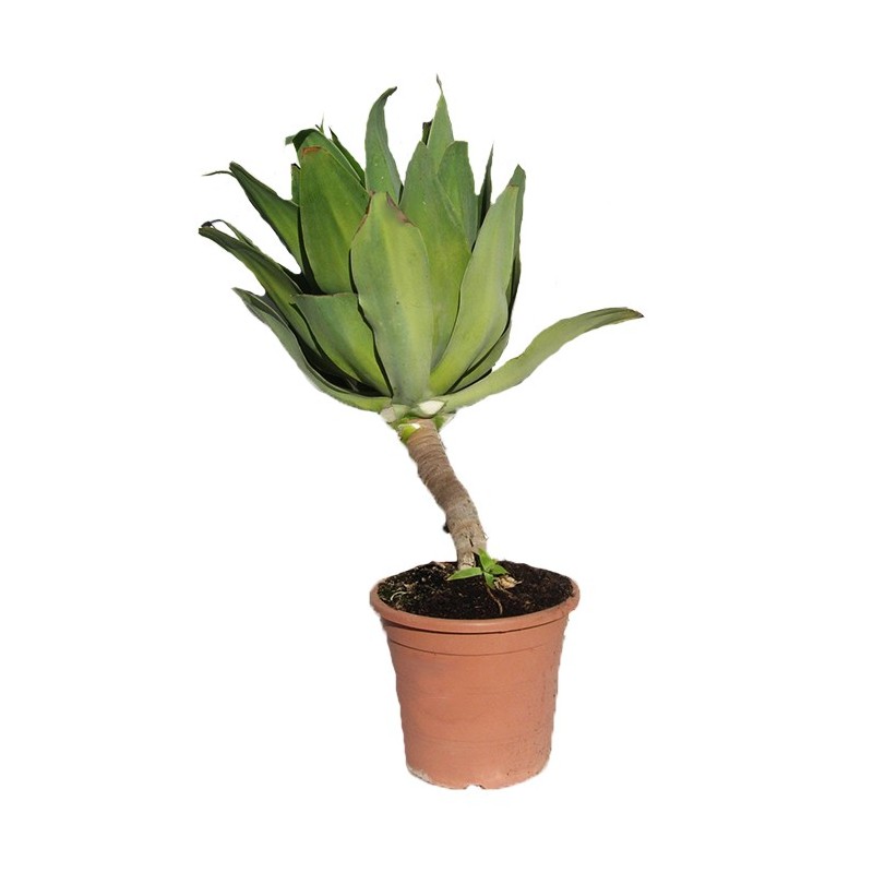 Agave attenuata