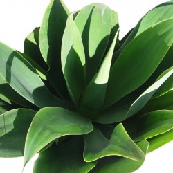 Agave attenuata