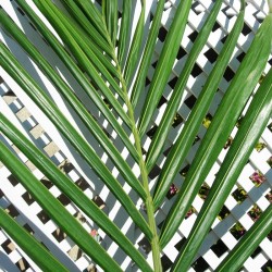 Archontophoenix cunninghamiana