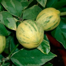Limonero variegata