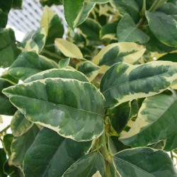 Limonero variegata