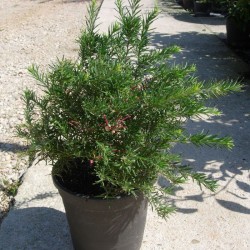 Grevillea Juniperina