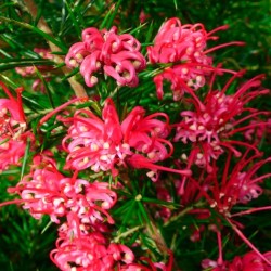Grevillea Juniperina
