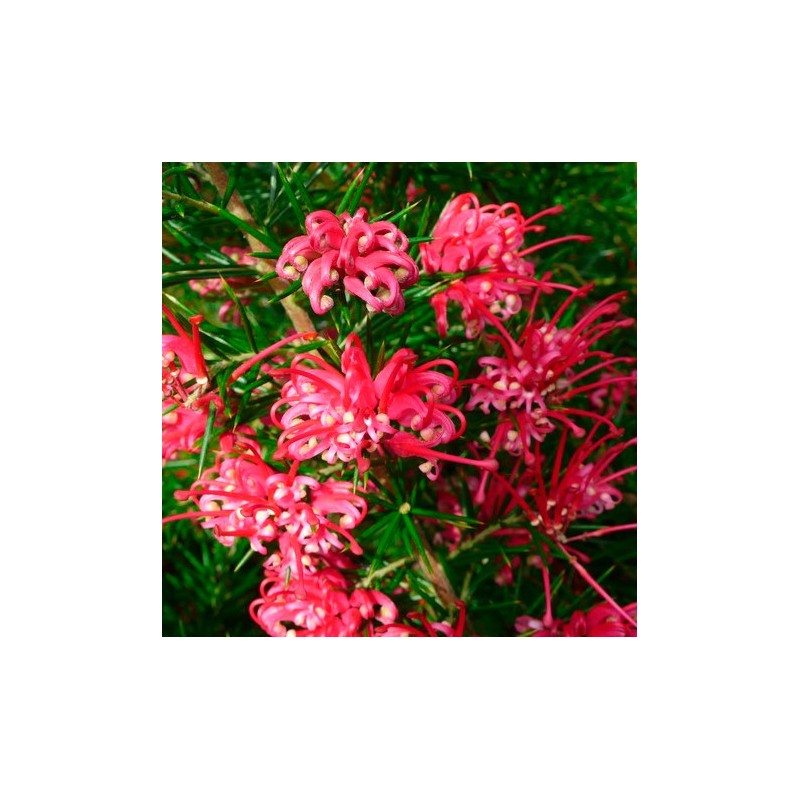 Grevillea Juniperina