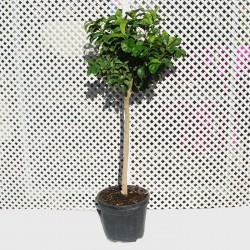 Citrus aurantium "bouquet de fleur"