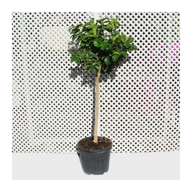 Citrus aurantium "bouquet de fleur"