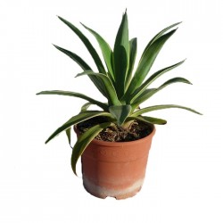 Agave desmettiana variegata