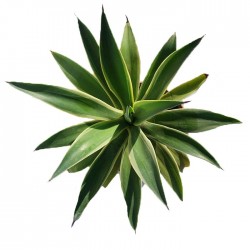 Agave desmettiana variegata